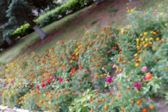 16_image